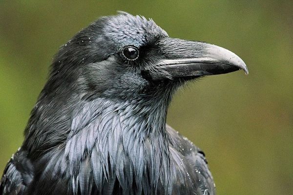 Canada-Alberta-Banff National Park Common raven close-up